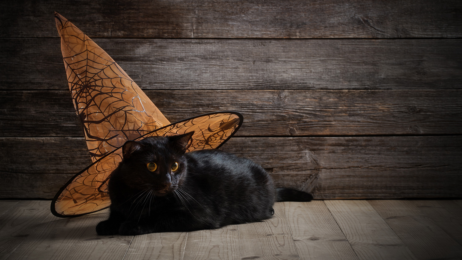 Black cat wearing a decorative Halloween hat