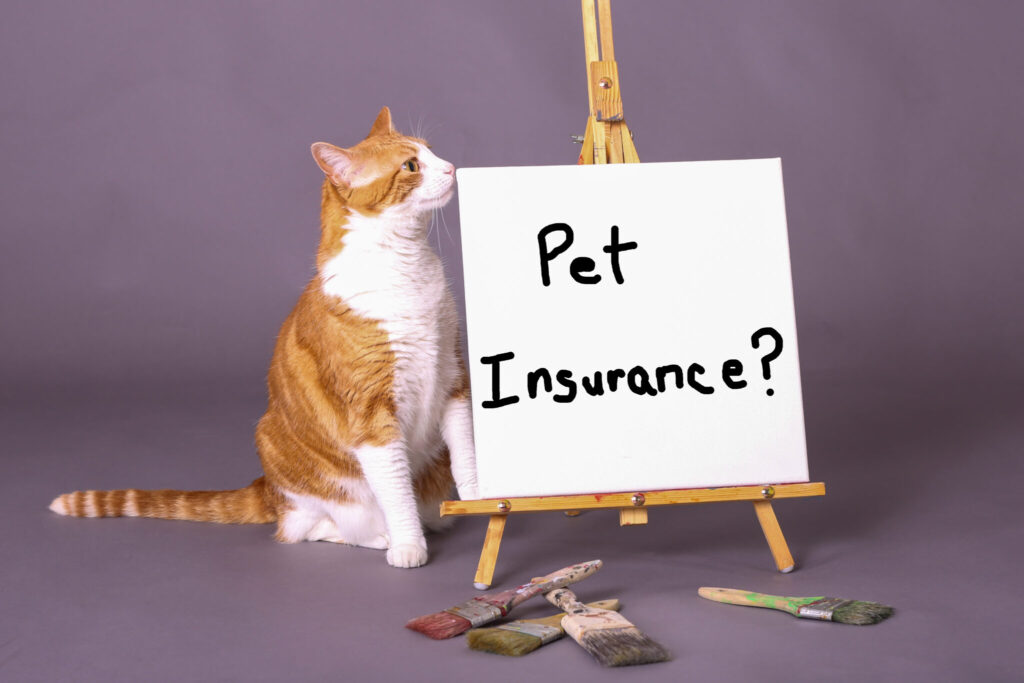 Photograph of a cat beside a sign reading Pet Insurance?